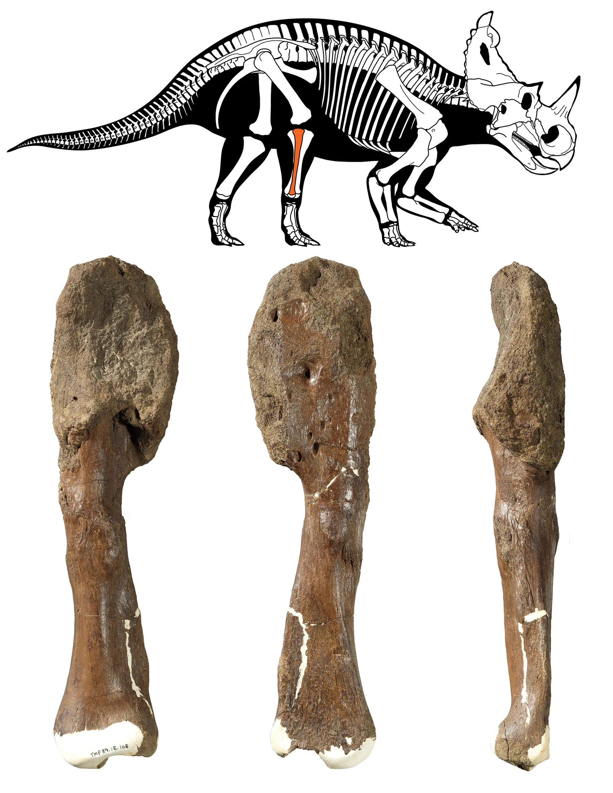 Как выглядит настоящая кость динозавра Pin on Things That Make U Go Hmmm. Animal skeletons, Prehistoric animals, Dinosa