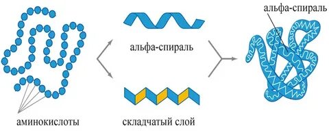 Спираль белков