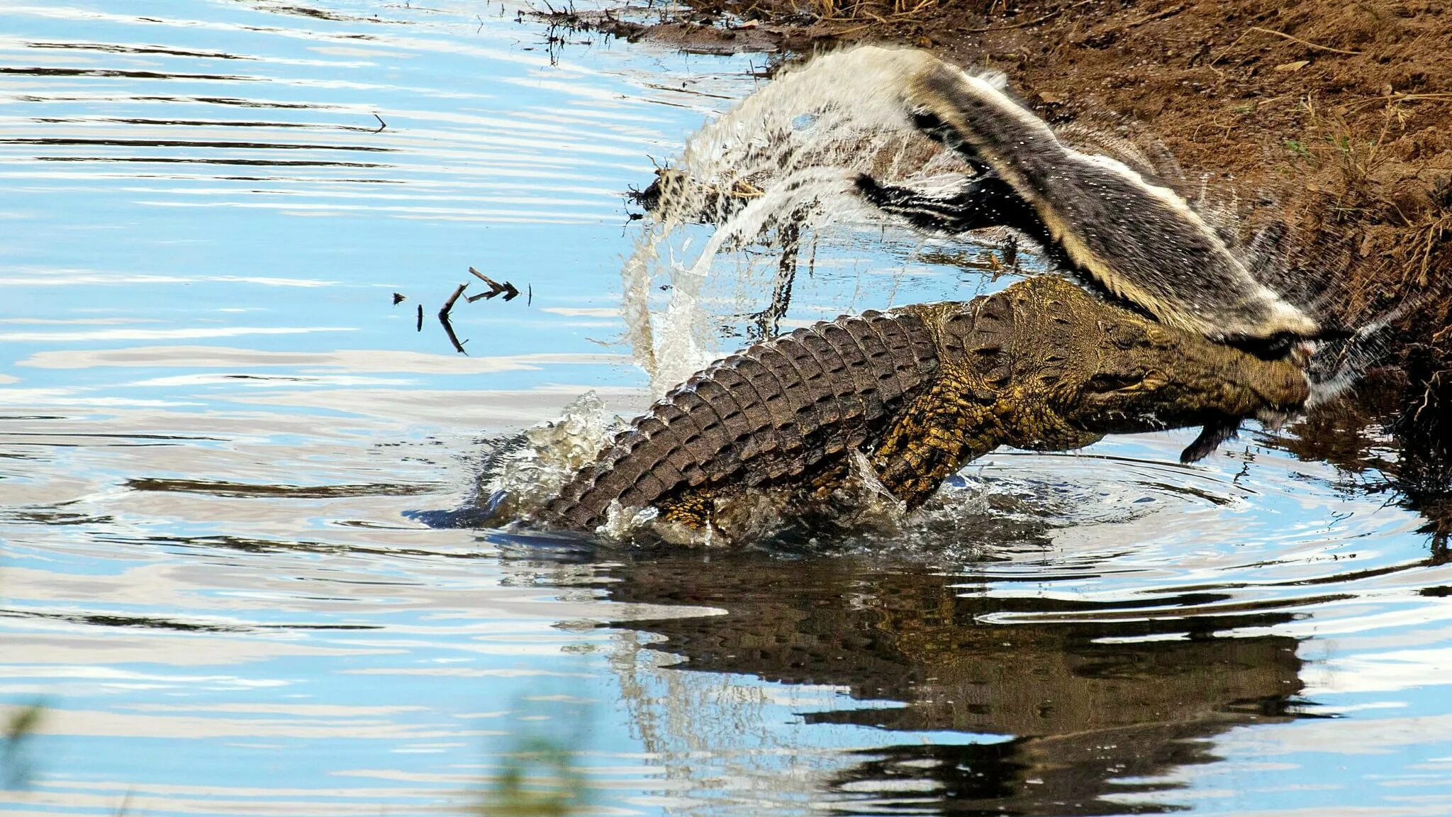 Схватка крокодилов. Медоед против крокодила. Медоед и выдра. Барсук медоед против крокодила. Крокодил в природе.