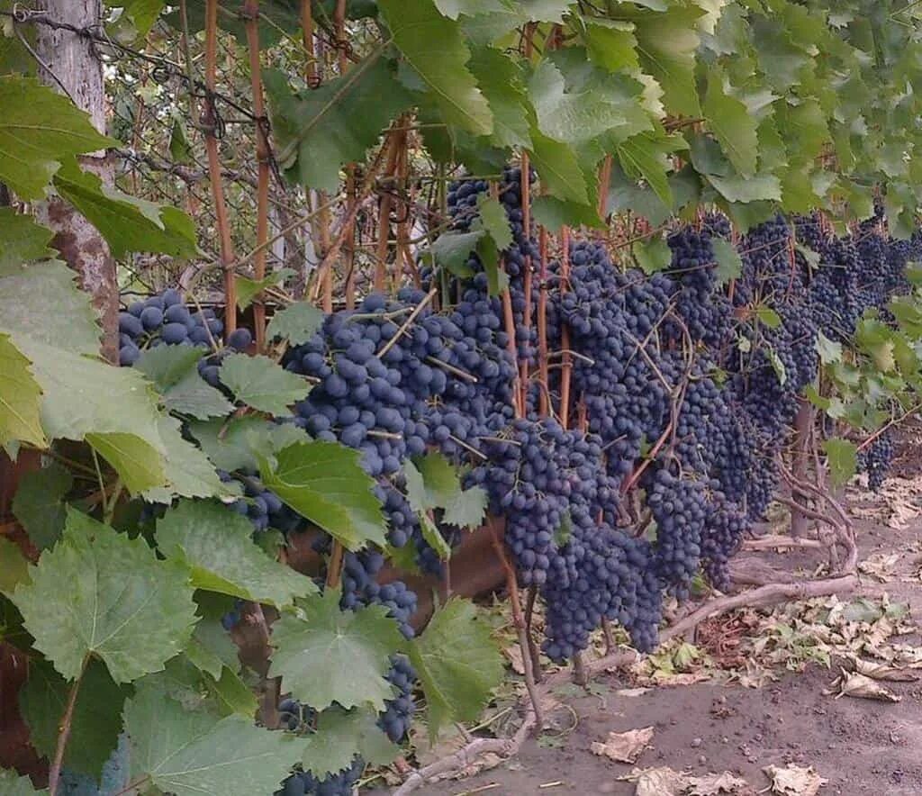 Саженцы винограда молдова. Виноград молдова. Молдавские сорта винограда. Молдавские сорта винограда. Сорт винограда молдова.