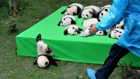B8 9 pandas