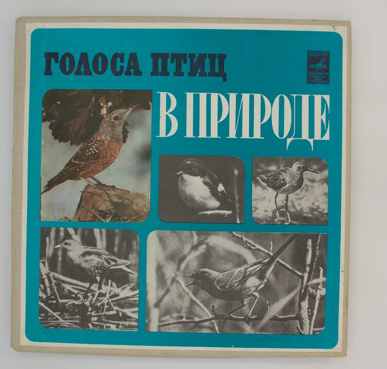 Голос зверей и птиц. Голоса птиц. Голоса птиц в природе пластинка. Голоса птиц в природе пластинка СССР. Прослушивание голос птиц.