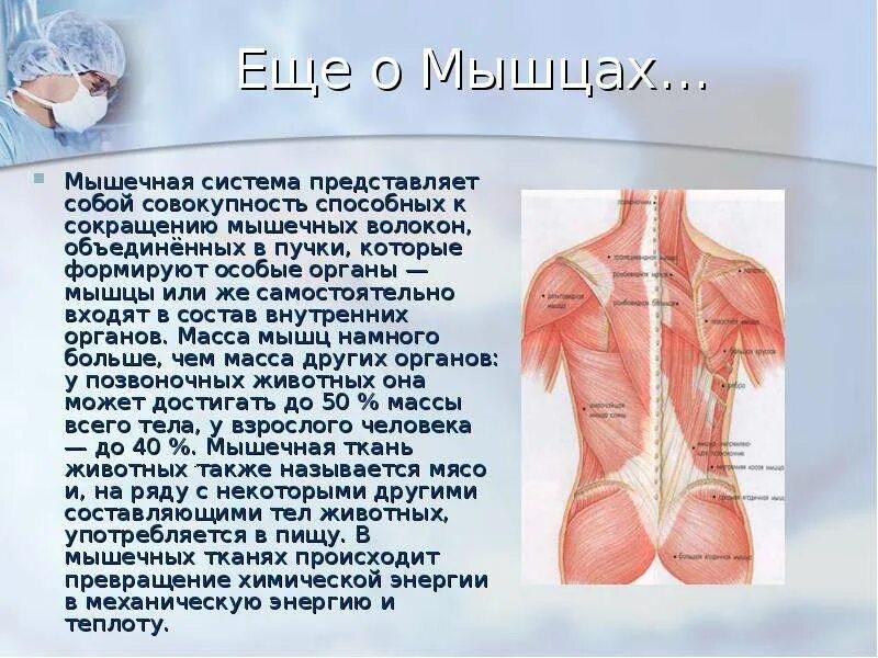 Мышечная система какие органы входят. Сердечная мышца представляет собой. Мышечная система представляет собой. Сердечная мышца представляет из себя:. Сердечная мышца представлена.