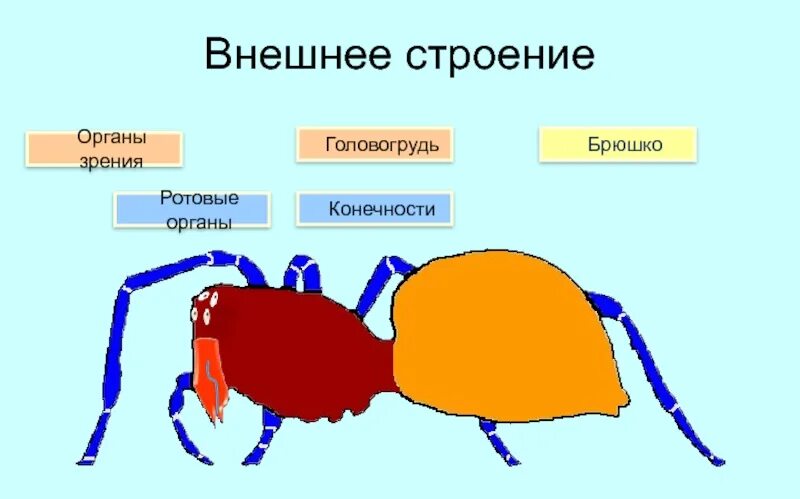 Головогрудь какие органы. Строение паукообразных головогрудь и брюшко. строение паукообразных головогрудь. строение брюшка паука. строение головогруди паука.