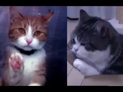 Позови кота с собой