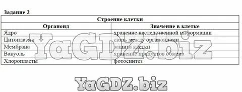 6 класс биология таблица строение растительной клетки