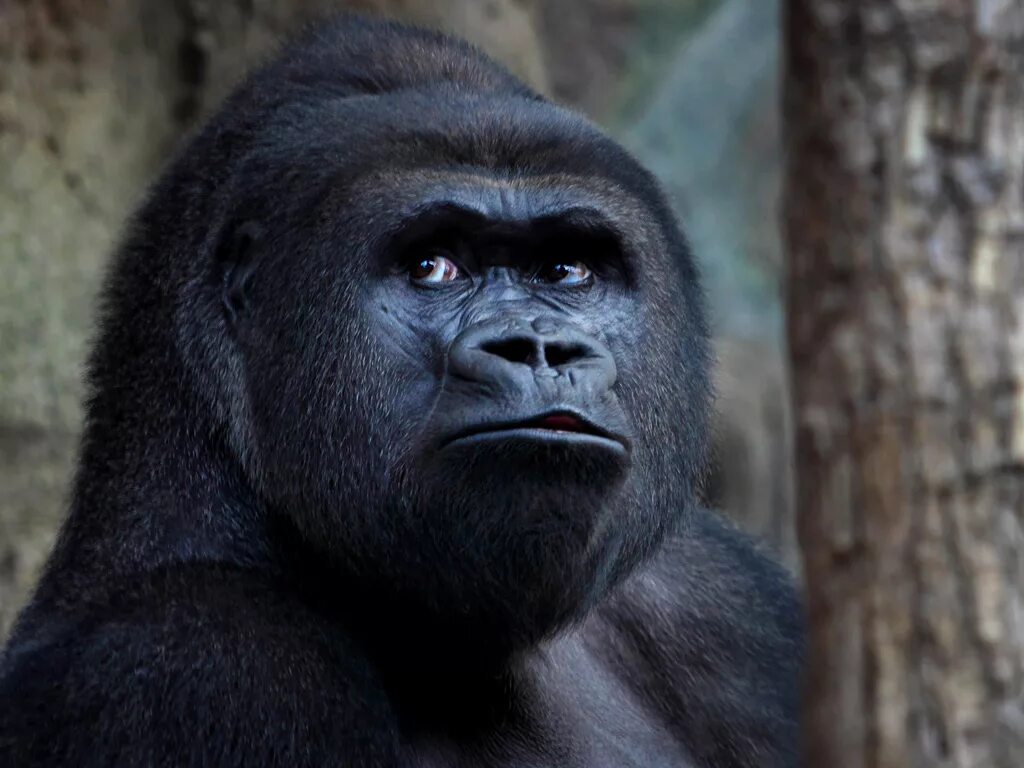 Самая человекообразная обезьяна. Человекообразные обезьяны гориллы. Шимпанзе человекообразные обезьяны. Приматы (человекообразные обезьяны). Человекообразные обезьяны (шимпанзе, орангутанг, горилла).