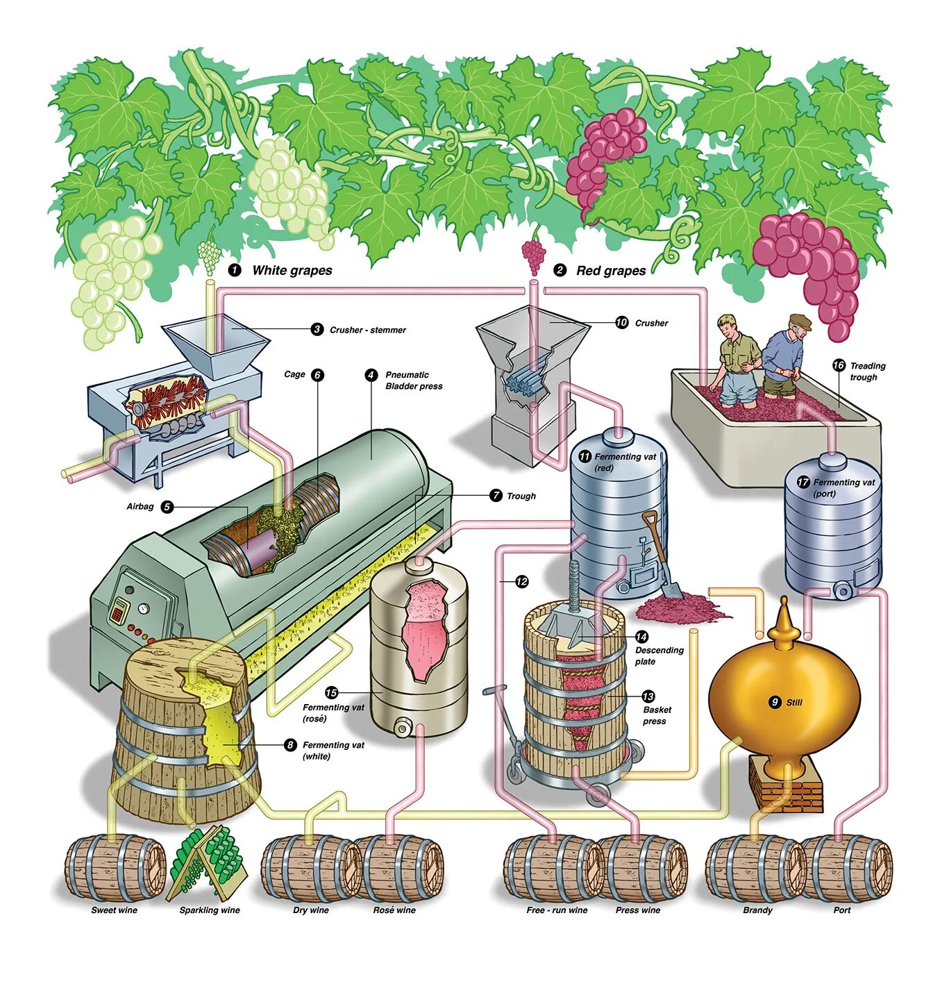 оксидация вина. дубовые бочки для вина. производство вина технология схема. вино процесс изготовления. винные бочки.