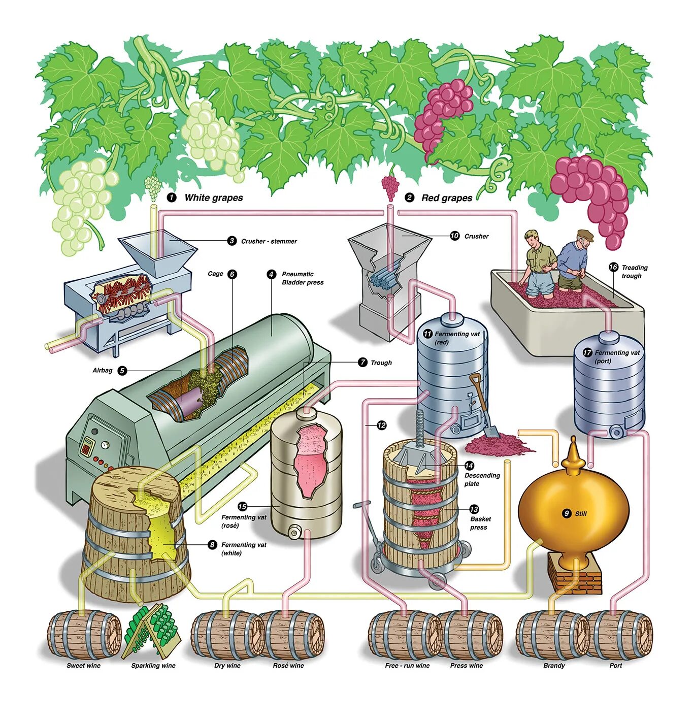 Производство вина технология схема. Схема производства виноградных вин. Технология производства вина винодельня. Технология производства вина технологическая схема. Производство красного вина