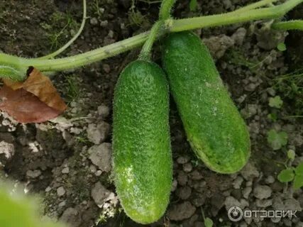 Семена настя