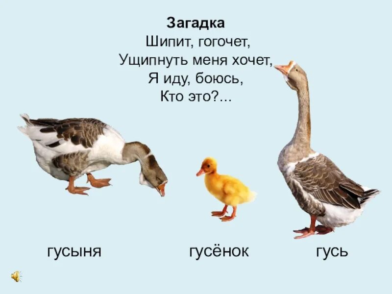 Почему гуси стали садиться на барку запишите. Гусь гусыня и гусята. Загадка про гуся 1 класс. Загадка о Гусе. Гусыня с гусятами.