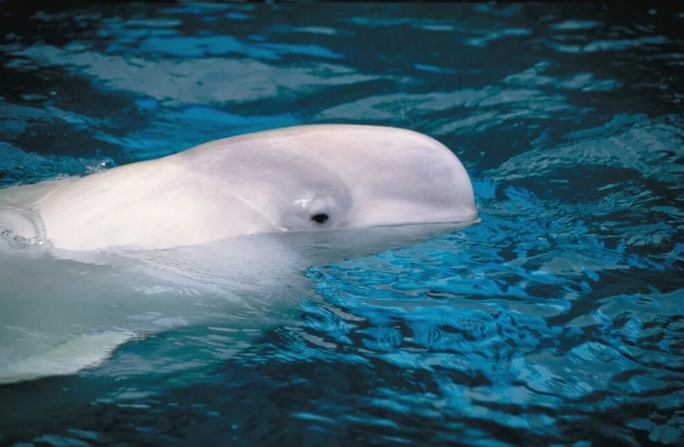 К какой группе океана относится белуха. Дельфин Белуха. Кит Белуха. Белуха (млекопитающее). Интересные факты о Белухе.