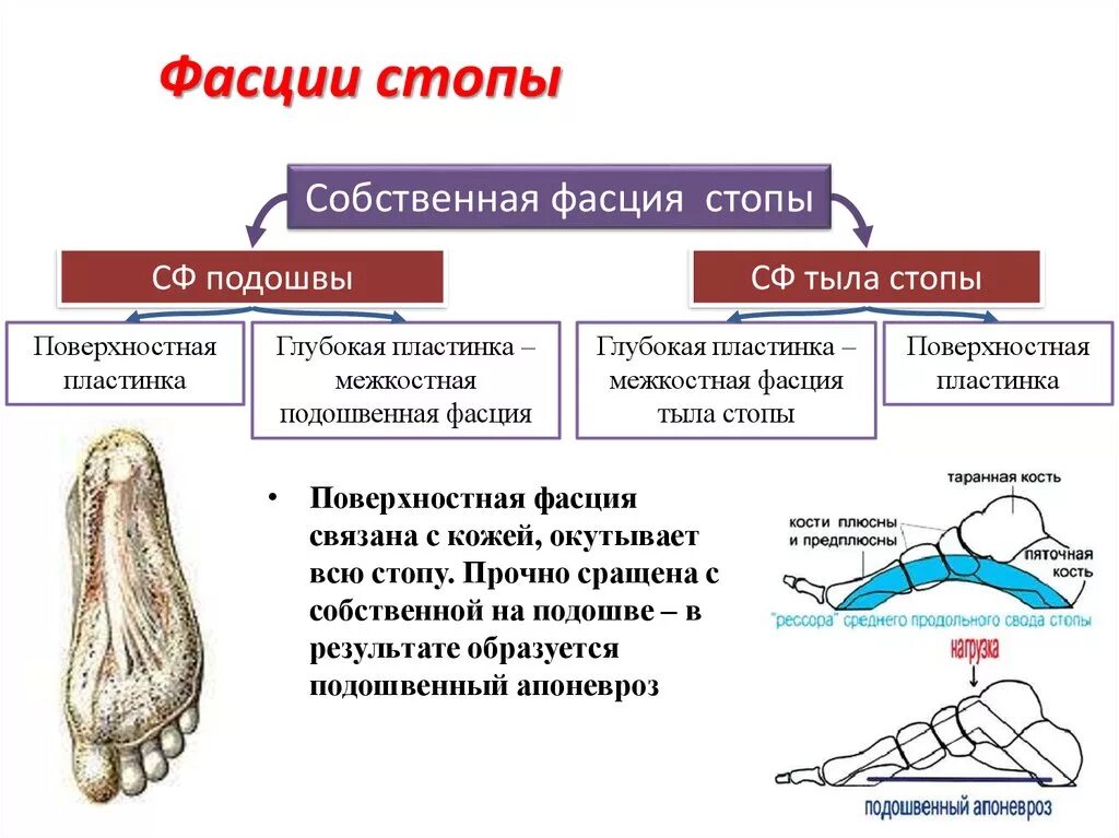 Каналы подошвы. Мышцы удерживающие продольный свод стопы. Своды стопы продольный поперечный схема. Мышцы свода стопы. Строение поперечного свода стопы.