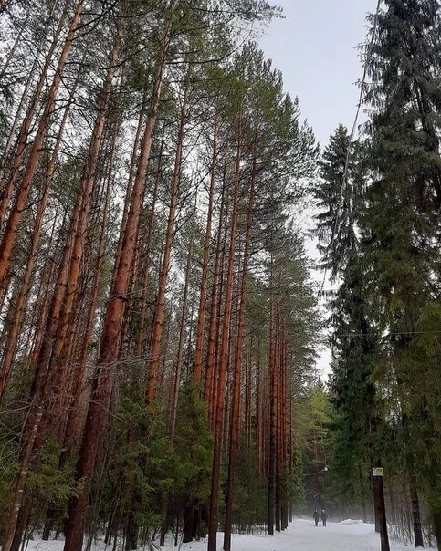 Порошино кировская. Киров Порошино лес. Парк Порошино Киров. Порошино Киров летом. Парк Дубровский Киров Порошино.