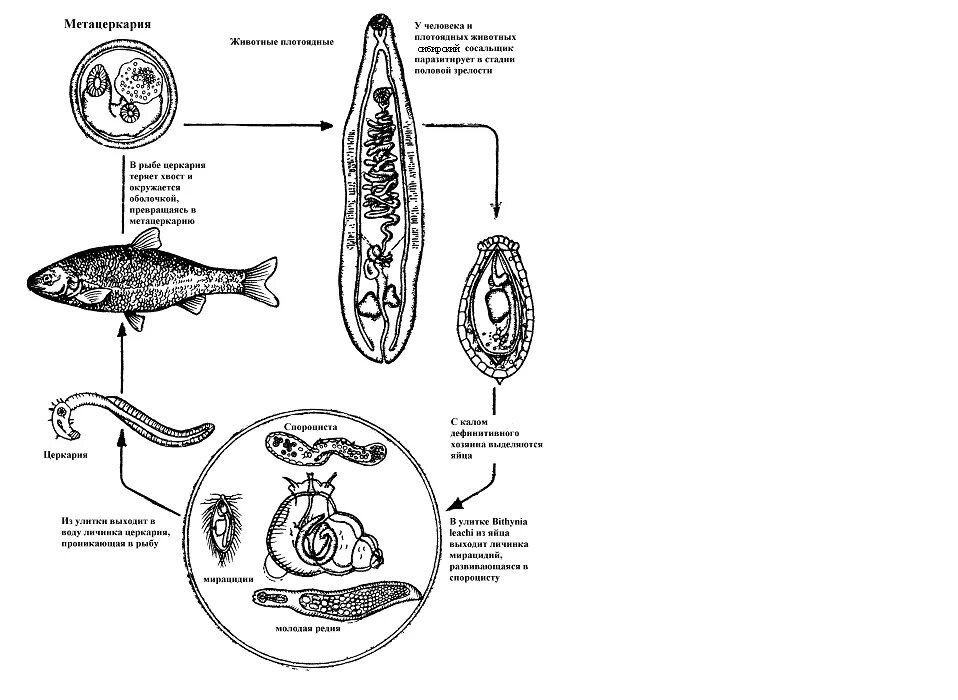 Печеночный сосальщик впр. Сибирская двуустка жизненный цикл. Сибирский сосальщик цикл цикл. Жизненный цикл кошачьего сосальщика. Кошачья двуустка жизненный цикл.