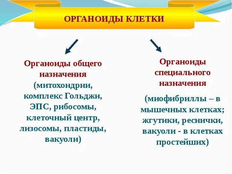 Дайте определение понятия органоиды. Классификация органоидов. органоиды общего назначения строение и функции. органоиды специального назначения. органоиды клетки общего и специального назначения.