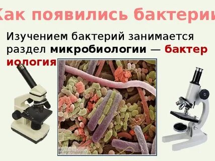 Бактерии 3 класс окружающий