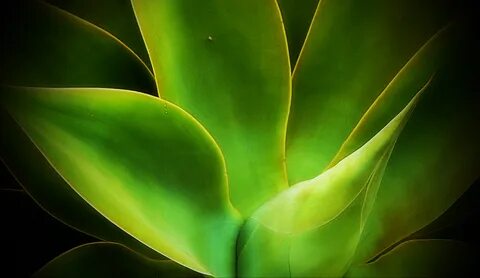 Plant color
