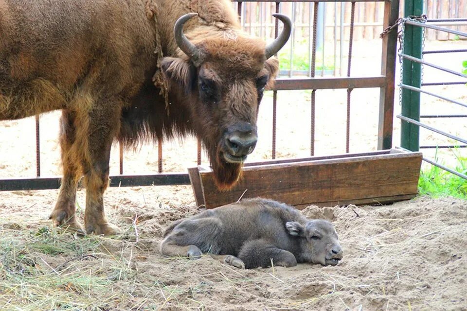 Зубры в минском зоопарке. Гродненский зоопарк зубры. Укрытие для зубра в зоопарке. Минский зоопарк зубр. Зоопарк лимпопо нижний новгород.