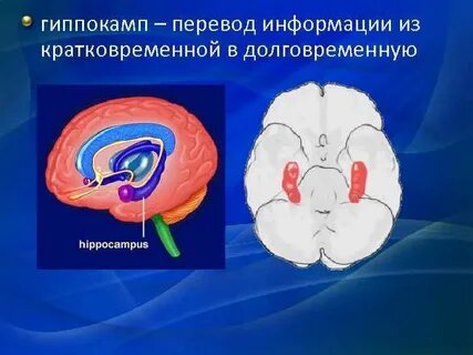 Функции гиппокампа
