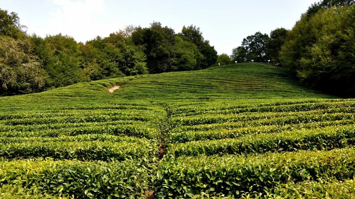 В россии растет чай. Чайные плантации Мацеста чай. Мацеста чайные плантации. Мацестинская чайная плантация Сочи. Мацеста чай плантации.