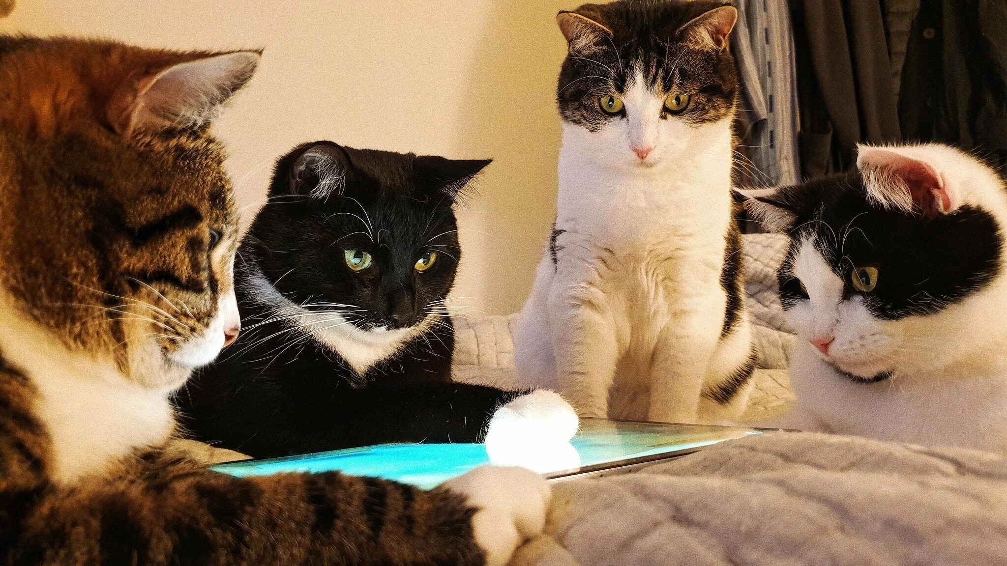 Мем 4 кота. Четыре кота. котики смешные. два кота. коты мемы.