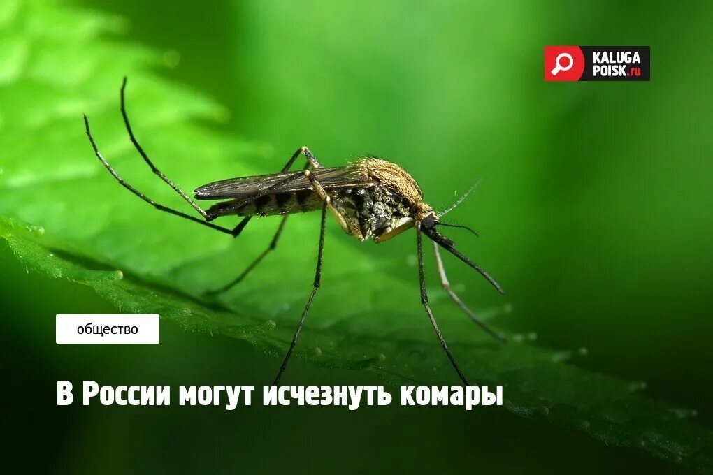 Куда делись комары. Комар. Куда делись комары. Лесные комары. Комары вымерли.