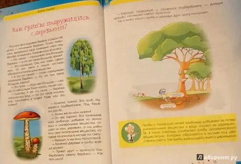 Дополни текст многие грибы дружат с деревьями