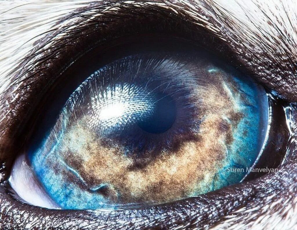 Название животного глаза. Сурен Манвелян глаза животных. Необычные глаза животных. Необычные зрачки. Зрачки животных.