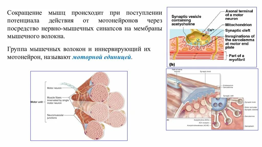 Химизм и энергетика мышечного сокращения. При сокращении скелетной мышцы. Механизм сокращения мышц кратко. Механизм сокращения мышечного волокна. Сокращение мышечного волокна физиология.