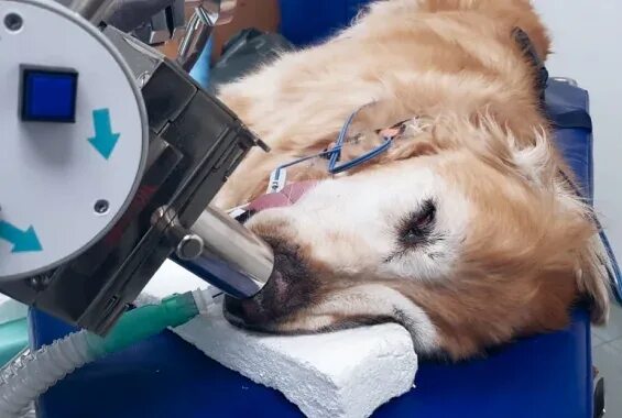 Фотодинамическая лучевая терапия. Лучевая терапия животных. Лучевая терапия в ветеринарии. Аппарат для лучевой терапии животных.