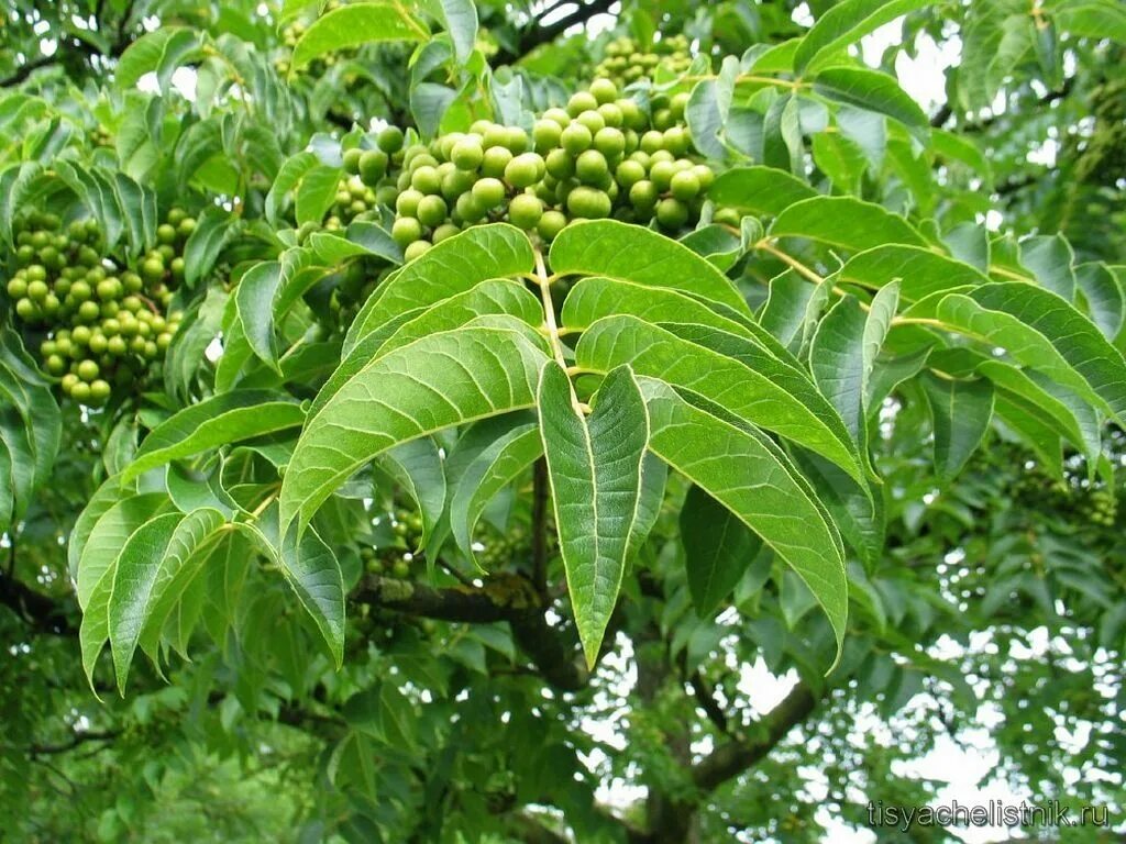 Где растет амурский. Бархат Амурский -Phellodendron amurense. Бархат Амурский пробковое дерево. 1. Бархат Амурский (Phellodendron amurense. Бархат Амурский (Phellodendron amurense) (10 шт).