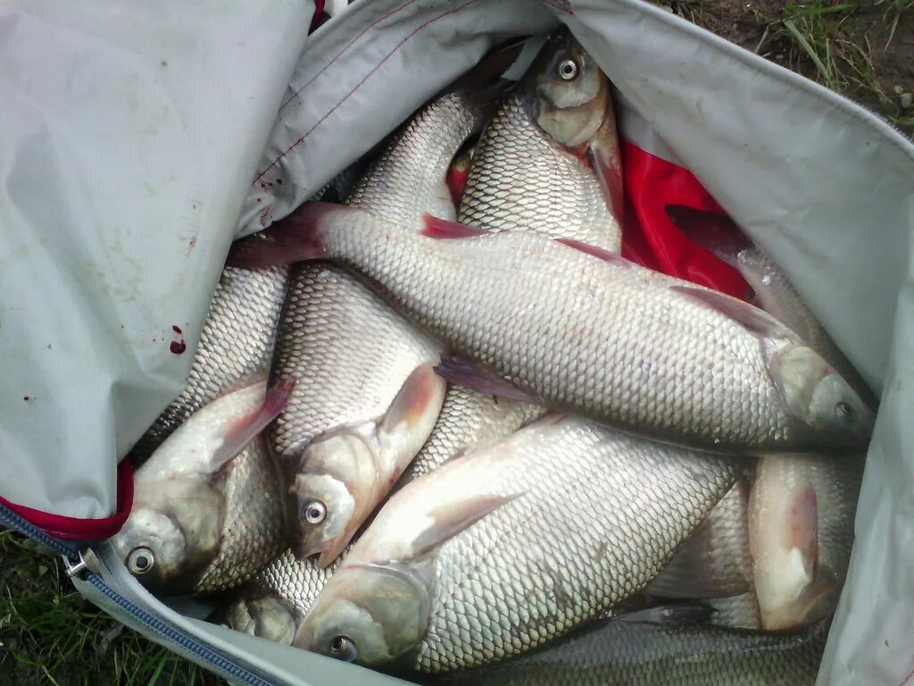 Рыбалка на иртыше в омске. Рыба в иртыше омск. Гидрометеорологические явления в омской области. Прогноз клева в омске на иртыше. Прогноз клева в омске на иртыше.