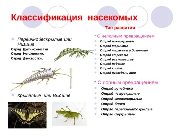 Отряд насекомых тип развития. Систематика насекомых. Отряды с неполным превращением. Отряды насекомых с полным и неполным превращением. Развитие с неполным превращением отряд Прямокрылые.