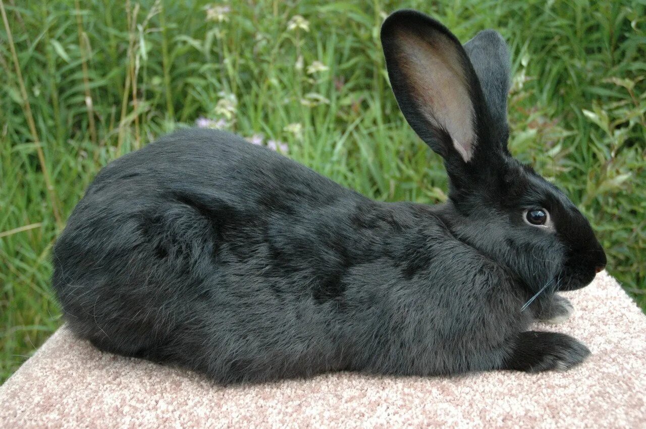 Черный кролик на английском. Кролики породы Фландр черный. Черный Фландр кролик. Кролики породы Аляска. Черно-бурые кролики породы рекс.
