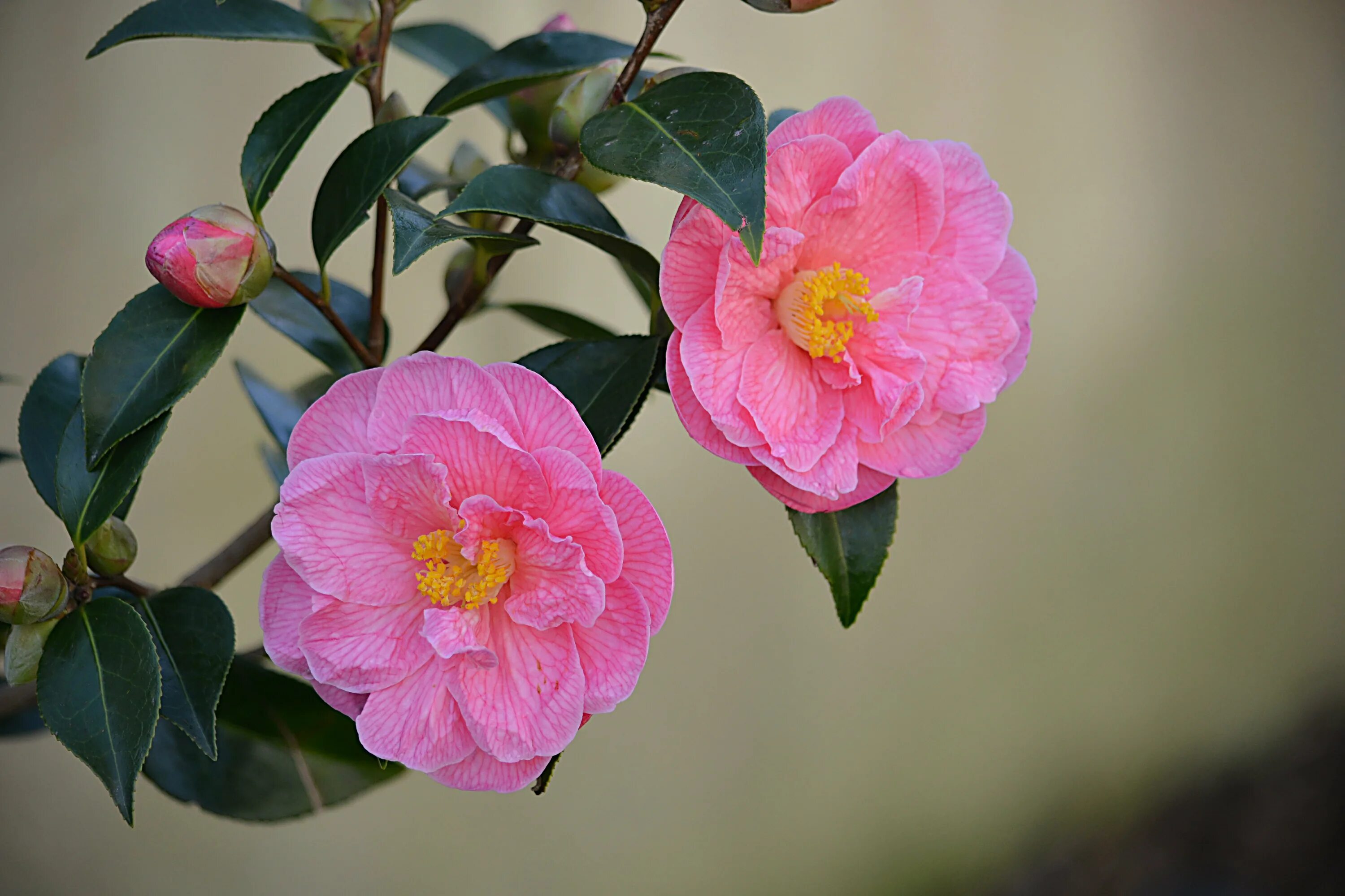 Камелия работа. Миддлемист Камелия. Камелия японская Camellia japonica. Камелия японская Вильям Бартлетт. Камелия японская комнатная Вильям Бартлетт.