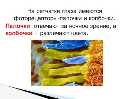 Палочки глаза функции