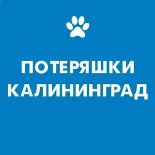 Потеряшки калининград