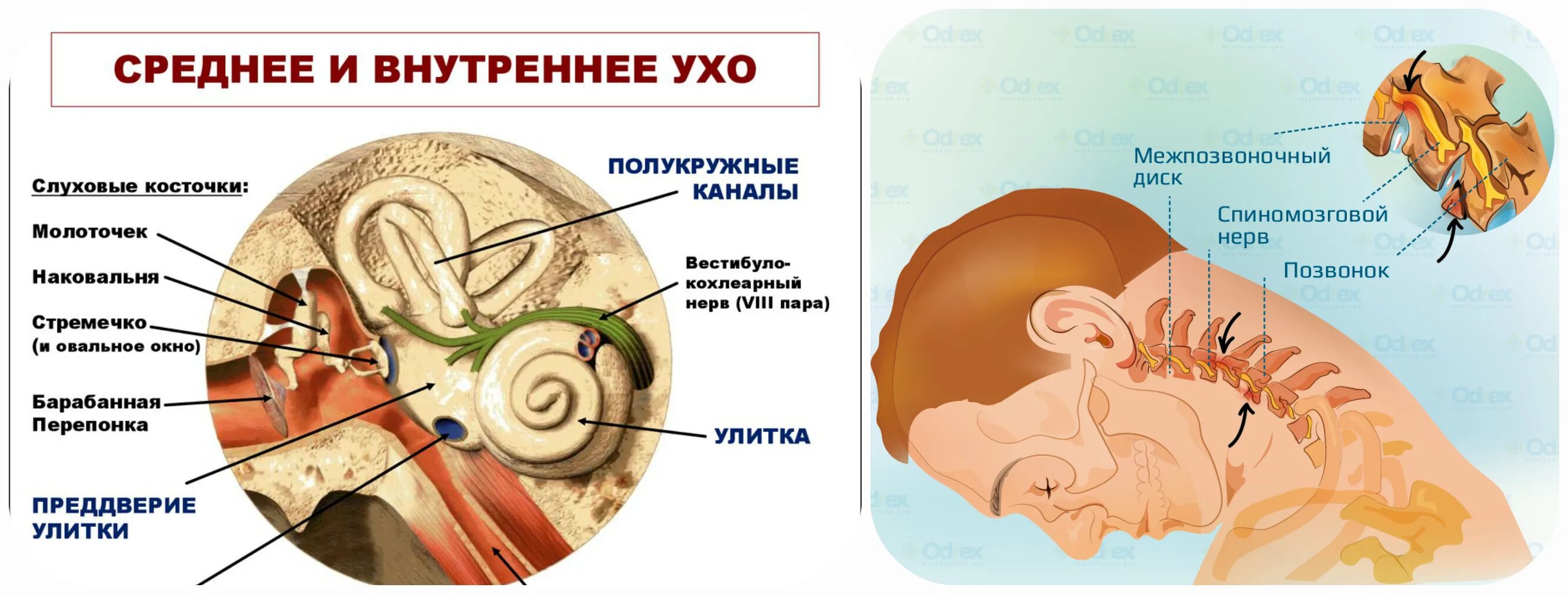 Почему в ушах давление. Внутреннее ухо. Среднее и внутреннее ухо. Среднего и внутреннего уха. Ухо внутреннее строение в голове.