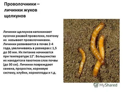 Борьбы с личинкой