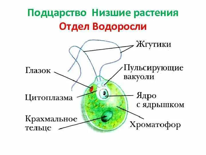 Лабораторная водоросли