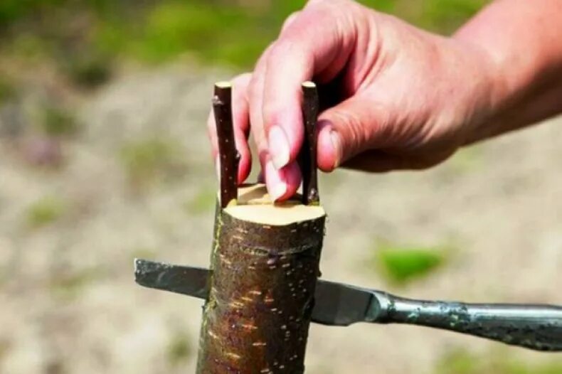 Весенняя прививка яблони на дичку. Можно ли прививать яблони. Окулировка яблони глазком. Можно ли прививать яблони. Можно ли прививать яблони.