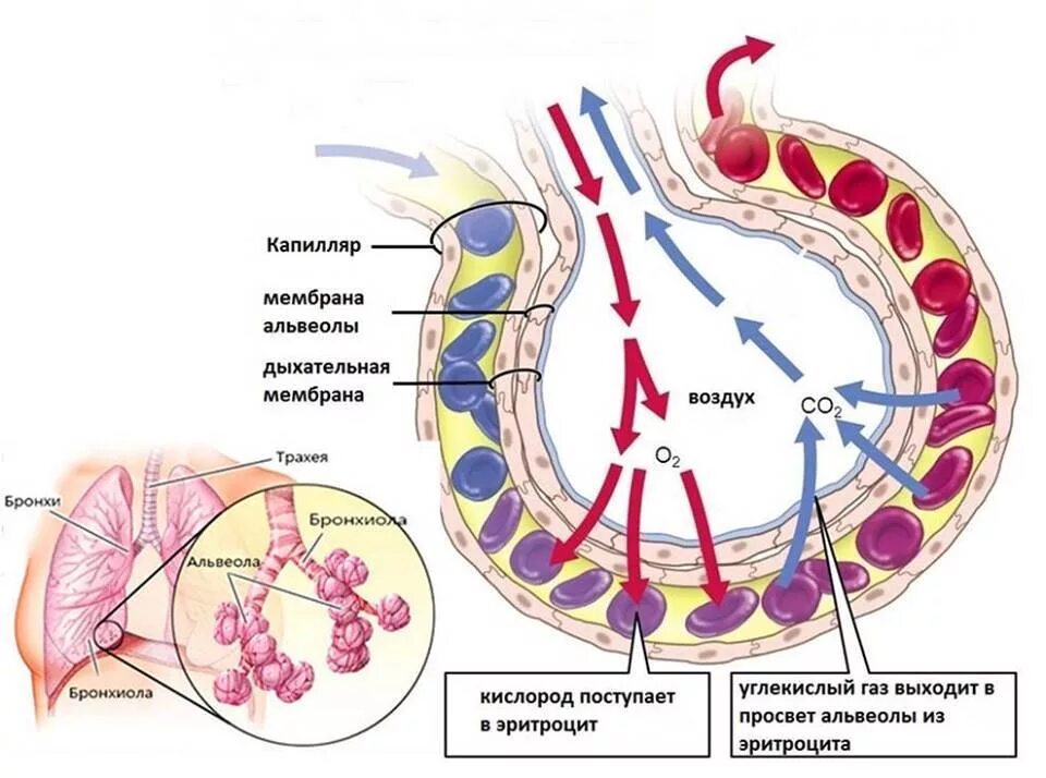 Воздух поступает в альвеолы. Схема газообмена в альвеолах. Газообмен в легких альвеола капилляр. Процесс газообмена в альвеоле. Схема альвеолярного газообмена в легких.