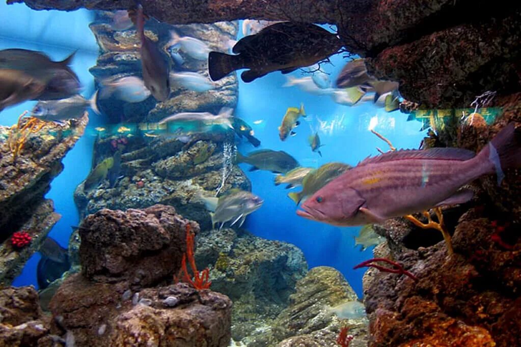 Океанариум испания. Океанариум georgia aquarium. Океанариум монтерей бэй. Океанариум испания. Барселонский аквариум испания.