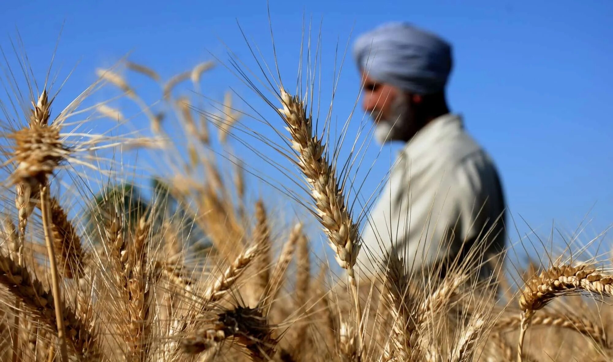 In northern india they harvest their wheat. Пшеница. Индия пшеница. Сельское хозяйство Саудовской Аравии. Пшеничные поля в Саудовской Аравии.