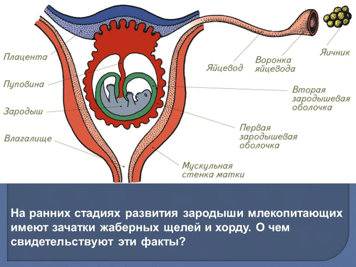 Матка и плацента у млекопитающих. Развитие эмбриона млекопитающих. Схема строения матки млекопитающих. Схема строения матки и стадии развития зародыша у млекопитающих.