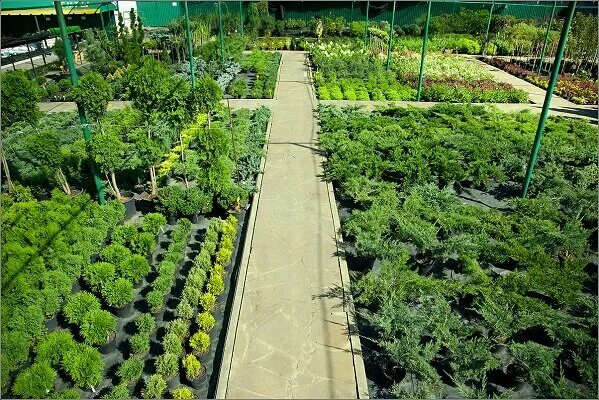 Садовый центр байкальские цветы. Садовый центр клязьма пушкино. Чабрец на байкале. Цветы байкала крокус. Садовый центр веры глуховой в тольятти.