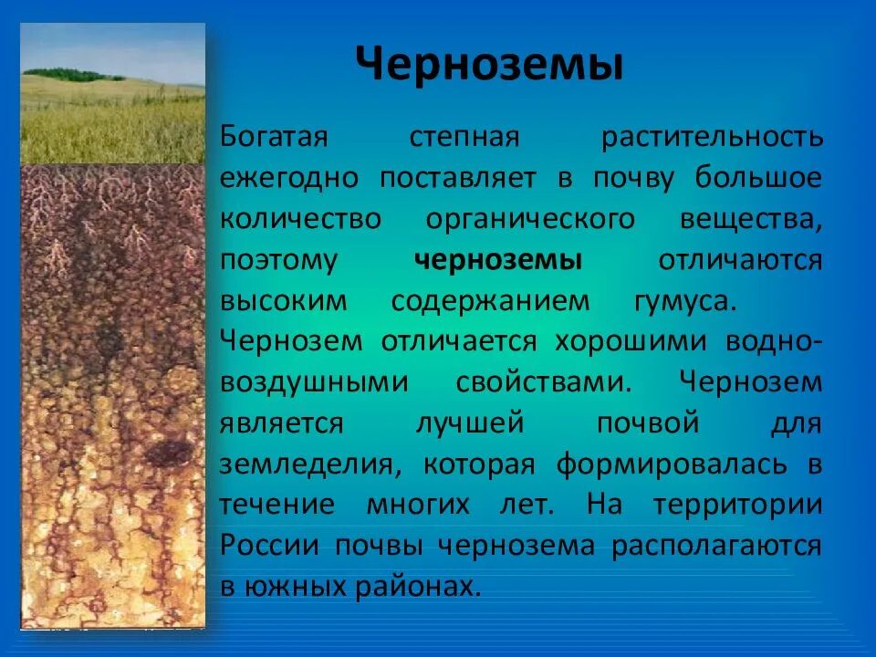 Какие почвы в степях россии. Растительный мир черноземы почв в России. Характеристика почв России черноземы. Почва чернозем описание. Почва презентация.