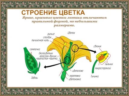Генеративные органы лютика едкого выберите все цифры
