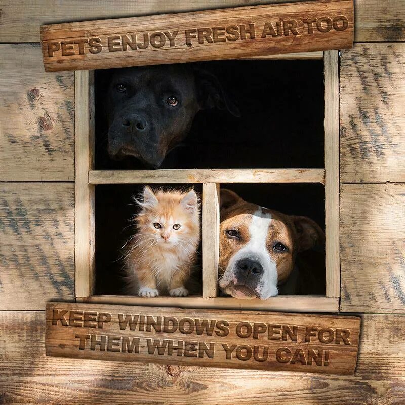 Dog and cat house. Домик для маленьких собак. Собака выглядывает из будки. Домик для маленьких собак. Dog and cat house.